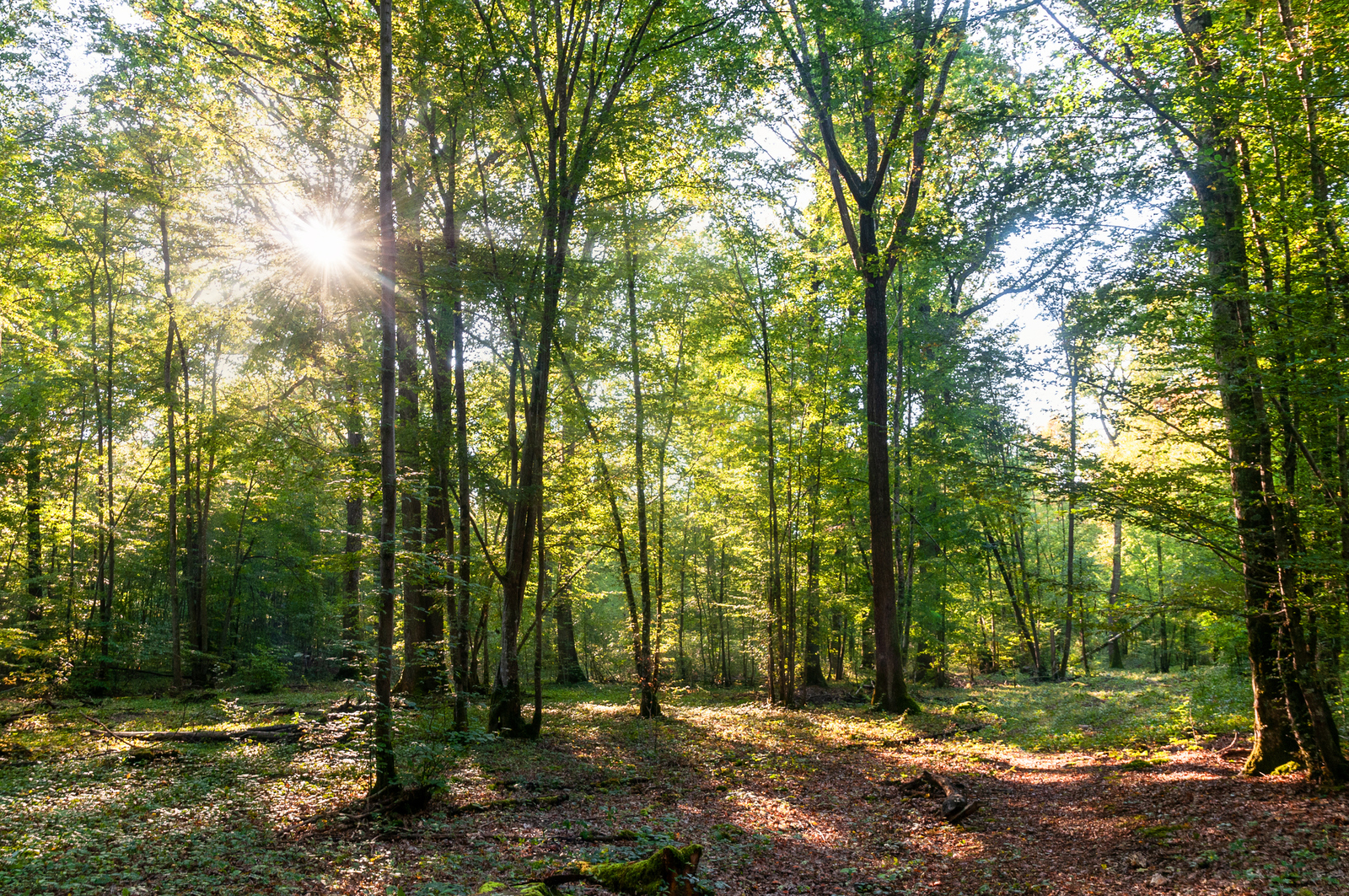 L’Office National des Forêts vous informe : prudence, action de chasse